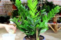 九民纪要后首个信托刚兑被法院判无效